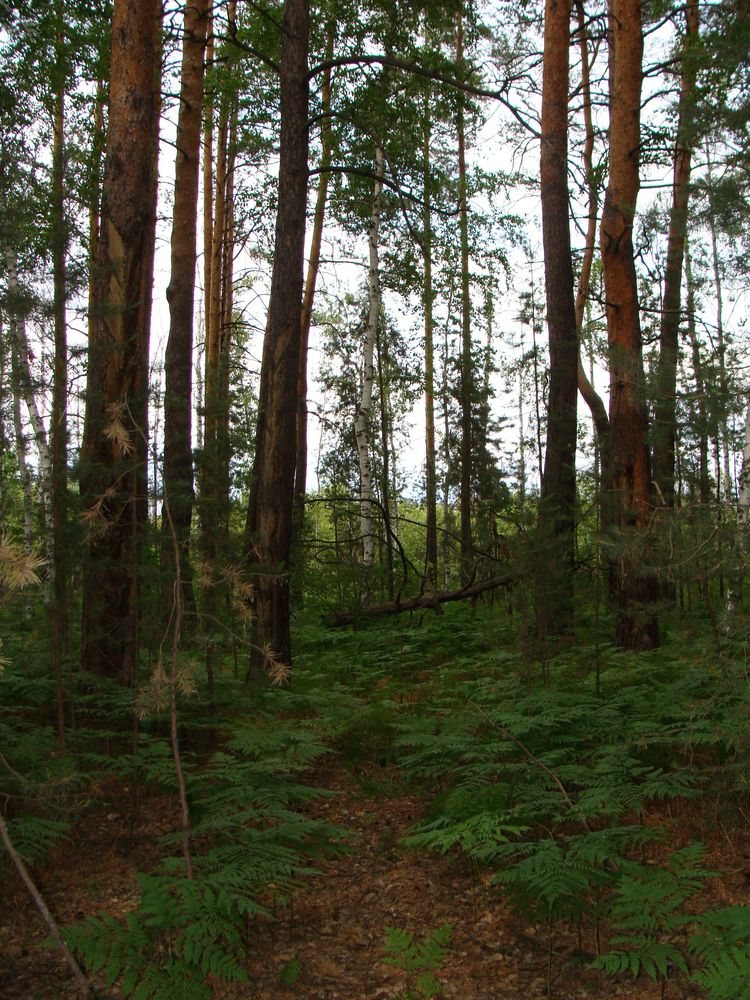 Смешанные леса местоположение